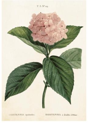 Opakowanie Karnet ST242 B6 + koperta Hortensja