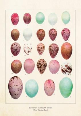 Opakowanie Karnet ST245 B6 + koperta Jajka ptaków