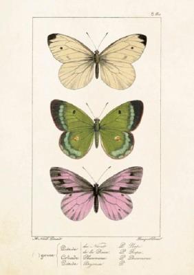 Opakowanie Karnet ST247 B6 + koperta Motyle