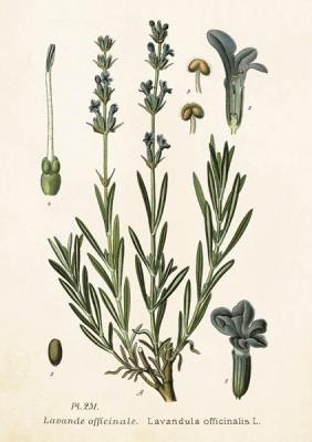 Opakowanie Karnet ST250 B6 + koperta Lawenda