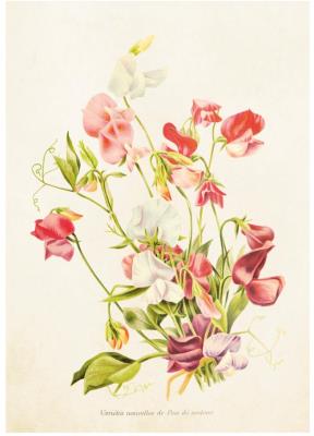 Opakowanie Karnet ST270 B6 + koperta Lwie paszcze