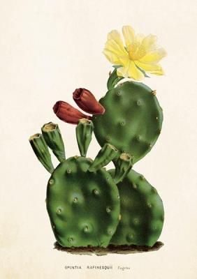 Opakowanie Karnet ST276 B6 + koperta Kaktus 2