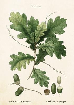 Opakowanie Karnet ST283 B6 + koperta Liść dębu