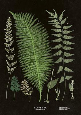 Opakowanie Karnet ST284 B6 + koperta Paproć 2