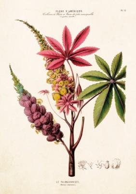 Opakowanie Karnet ST289 B6 + koperta Palma różowa