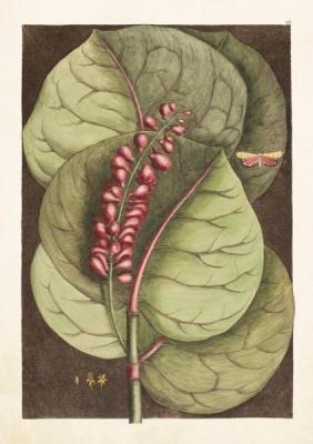 Opakowanie Karnet ST297 B6 + koperta Liść z czerwonymi kwiata