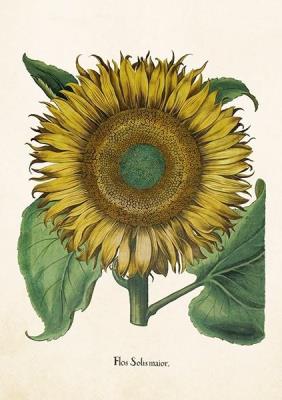 Opakowanie Karnet ST311 B6 + koperta Słonecznik