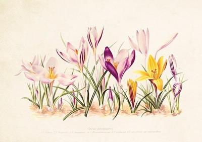 Opakowanie Karnet ST317 B6 + koperta Krokusy 2