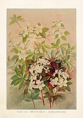 Opakowanie Karnet ST321 B6 + koperta Azalia