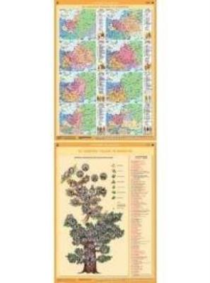Opakowanie Mapa - Historia XII w. Polski w Europie / Drzewo