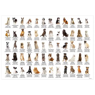 Opakowanie Podkład oklejany edukacyjny psy DERFORM