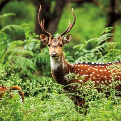 Okładka książki Karnet kwadrat z kopertą A Chital Deer