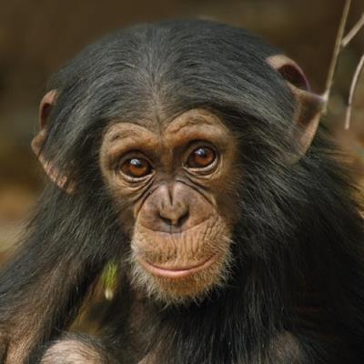 Opakowanie Karnet kwadrat z kopertą Baby Chimp