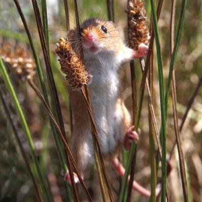 Okładka książki Karnet kwadrat z kopertą Harvest Mouse