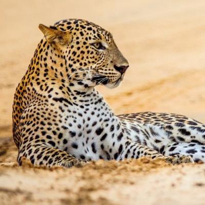 Okładka książki Karnet kwadrat z kopertą Leopard in sand