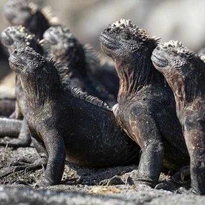 Okładka książki Karnet kwadrat z kopertą Marine Iguanas