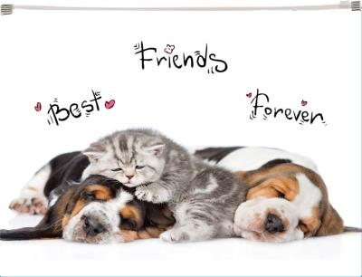 Opakowanie Koperta z nadrukiem zip A4 PP Animals