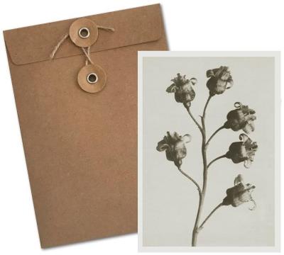 Opakowanie Karnet BF5-104 Porzeczka czarna