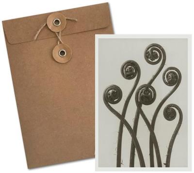 Opakowanie Karnet BF5-108 Niekropień stopowaty