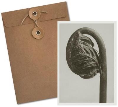 Opakowanie Karnet BF5-110 Długosz królewski