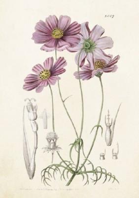 Opakowanie Karnet ST214 B6 + koperta Aster