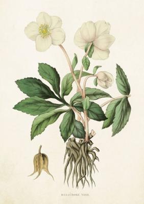 Opakowanie Karnet ST229 B6 + koperta Ciemiernik