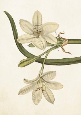 Opakowanie Karnet ST278 B6 + koperta Biały amarylis