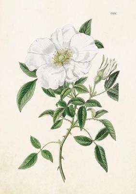 Opakowanie Karnet ST319 B6 + koperta Róża biała