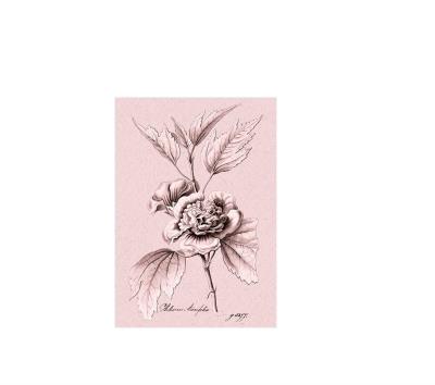 Opakowanie Karnet ST331 B6 + koperta Ketmia