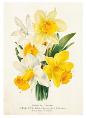 Opakowanie Karnet ST339 B6 + koperta Bukiet żonkili