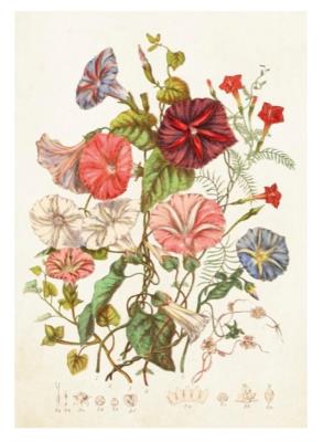 Opakowanie Karnet ST340 B6 + koperta Kwiaty polne