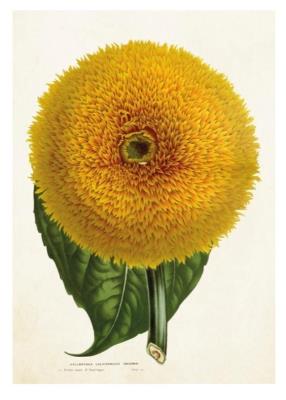 Opakowanie Karnet ST342 B6 + koperta Słonecznik