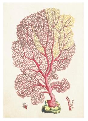 Opakowanie Karnet ST345 B6 + koperta Koral