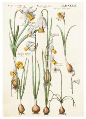 Opakowanie Karnet ST346 B6 + koperta Żonkile