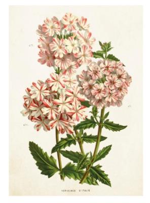 Opakowanie Karnet ST348 B6 + koperta Werbena