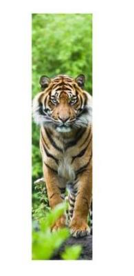 Zdjęcie produktu Mapcards BENGAL TIGER ZAKŁADKA