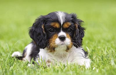 Okładka książki KAL.TROJ. SKLADANY PSY 2015 - PRMI