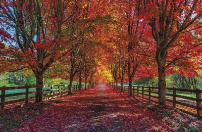 Opakowanie Terminarz 2021 Ścienny MiP