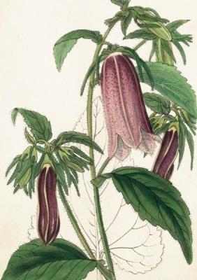 Opakowanie Karnet ST353 B6 + koperta Dzwonek plamisty