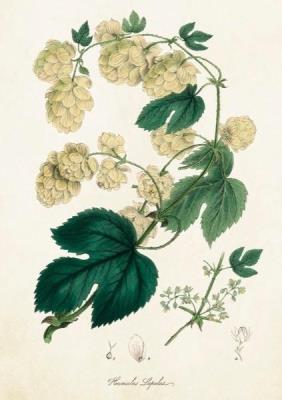 Opakowanie Karnet ST354 B6 + koperta Chmiel