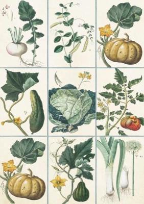 Opakowanie Karnet ST355 B6 + koperta Warzywa