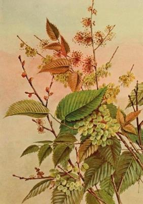 Opakowanie Karnet ST357 B6 + koperta Wiąz