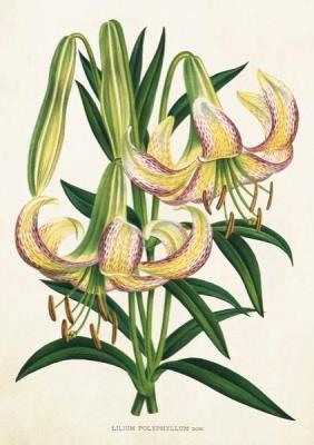 Opakowanie Karnet ST359 B6 + koperta Lilia