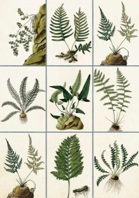 Opakowanie Karnet ST361 B6 + koperta Paprocie