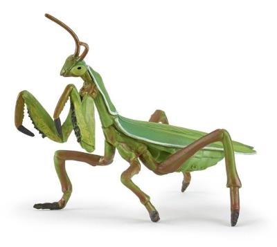 Opakowanie Modliszka