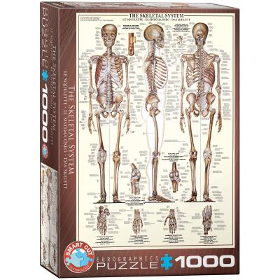 Opakowanie The Skeletal System6000-3970