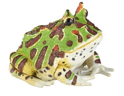 Opakowanie Żaba rogata