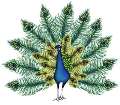 Opakowanie Karnet Swarovski kwadrat CL0312 Paw