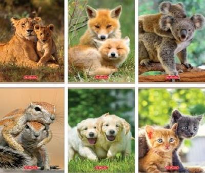 Opakowanie Zeszyt A5/16K linia Animals (10szt)