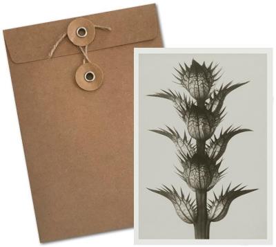 Opakowanie Karnet BF5-100 Akant miękki